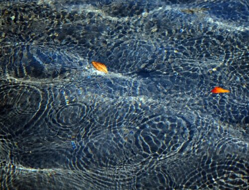 La magie de l’eau d’après les études de Masaru Emoto